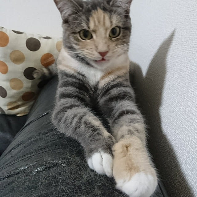 shinobuさんの実例写真