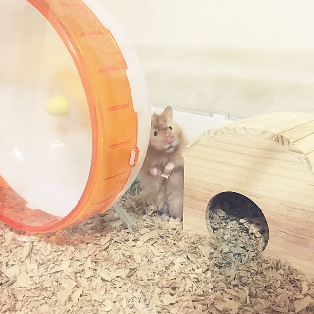 emiさんの実例写真