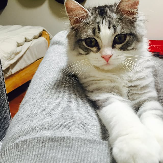 Yokoさんの実例写真