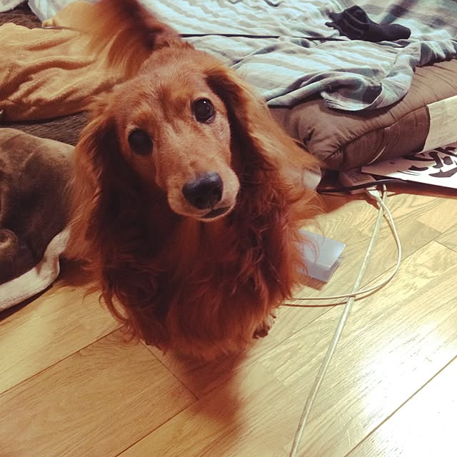 maruさんの実例写真