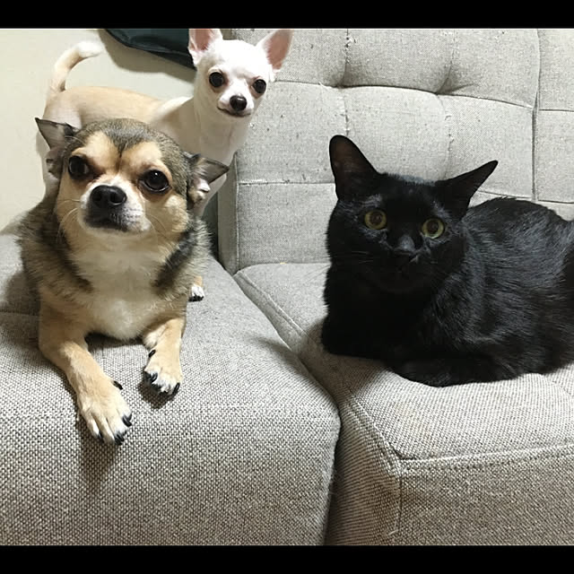 実例写真
