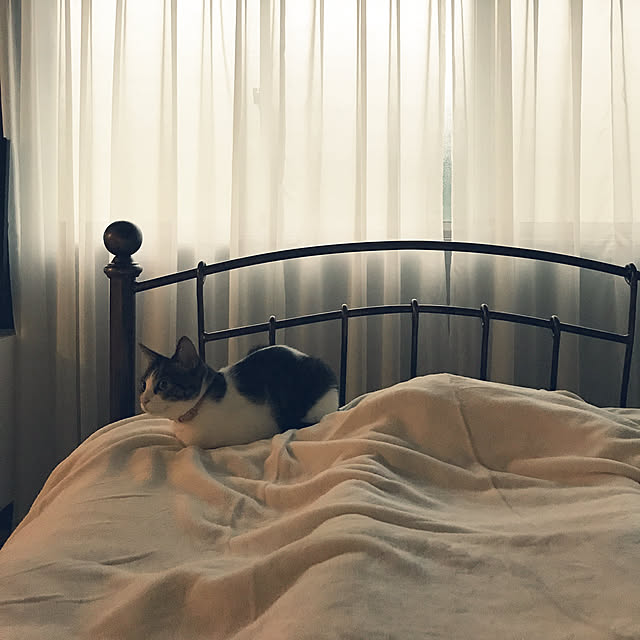 Shihoさんの実例写真