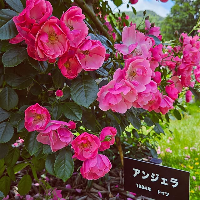 mocomocoさんの部屋