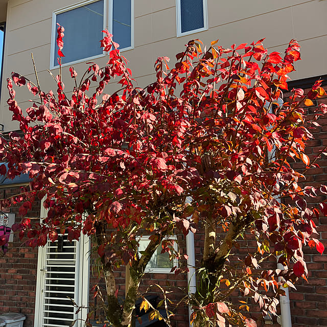 ikubooさんの部屋