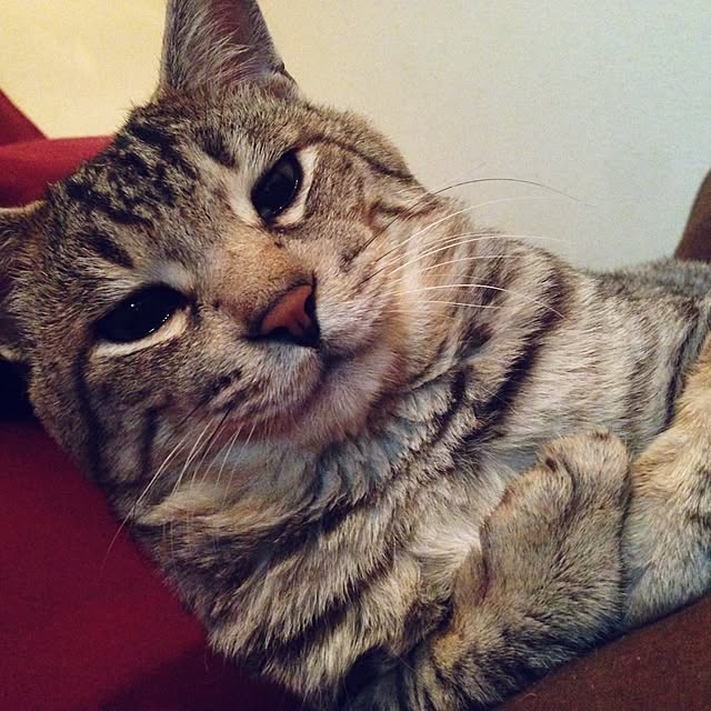 mimiishizawaさんの実例写真