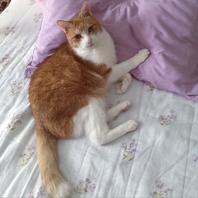 ラベンダーカラー/ベルメゾン リネン/猫のいる暮らし/猫のいる生活/猫...などのインテリア実例 - 2020-01-18 13:28:53
