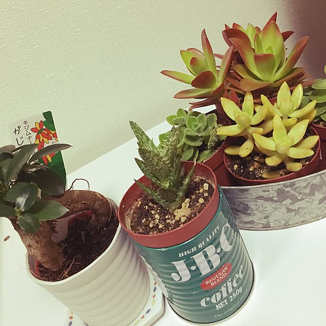 ベッド周り/多肉植物/観葉植物/100均のインテリア実例 - 2016-02-04 18:22:14