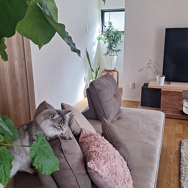 toramonaさんの部屋