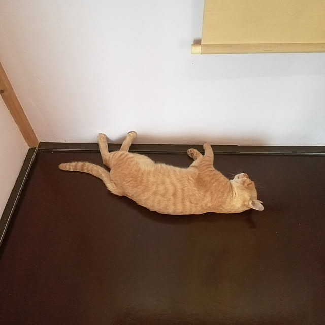 y.ebihara0811さんの実例写真