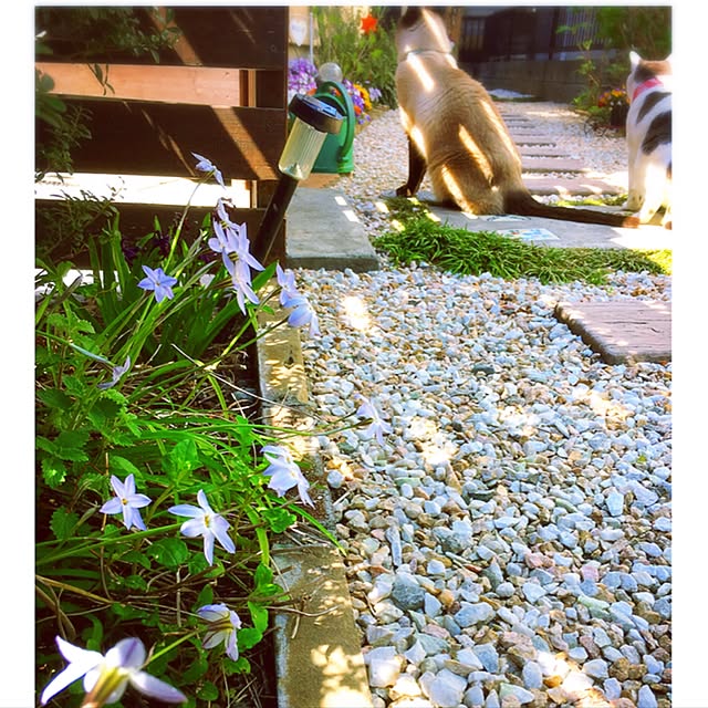 mintcatさんの実例写真