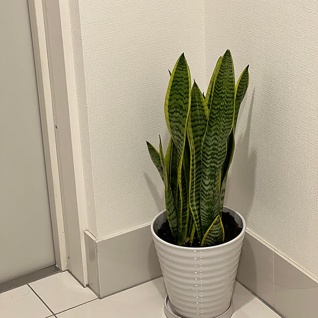 miさんの実例写真