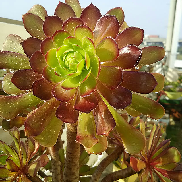 sayaさんの実例写真