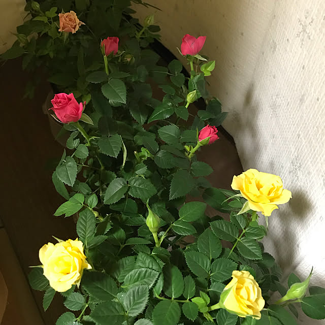 collonさんの実例写真