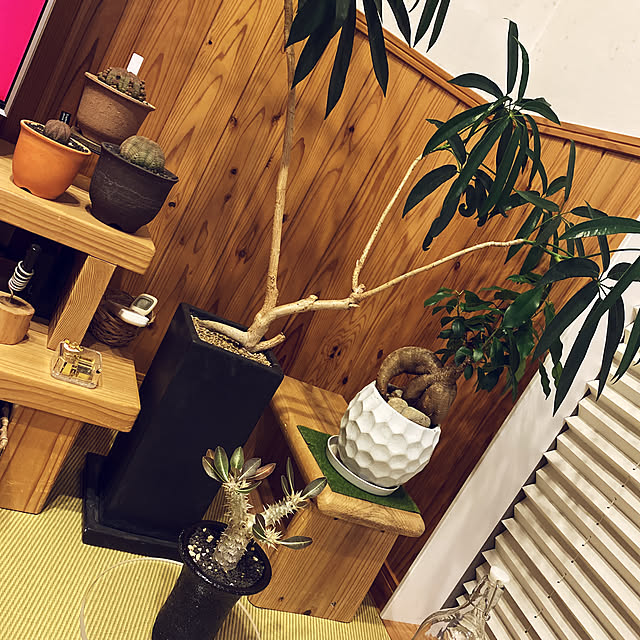 shokuchudokuさんの実例写真