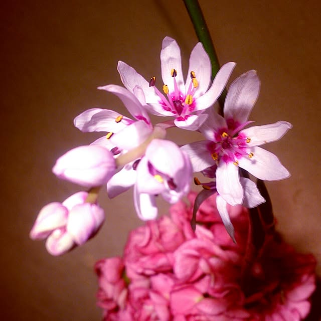 Gravityさんの実例写真