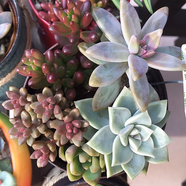 机/多肉植物/リメ缶のインテリア実例 - 2016-02-12 23:54:59