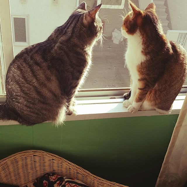 annさんの実例写真