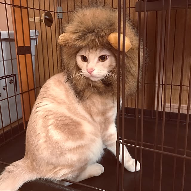 hiyupan88さんの実例写真