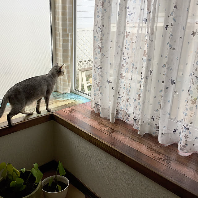 kotoriさんの実例写真