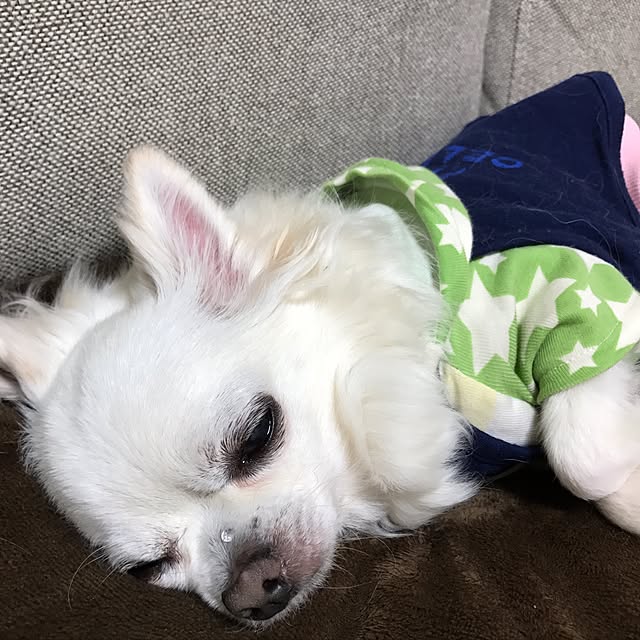 rorochimanさんの実例写真