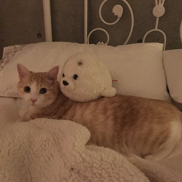 korinkorinさんの実例写真