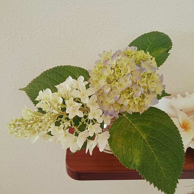 piolaniさんの実例写真