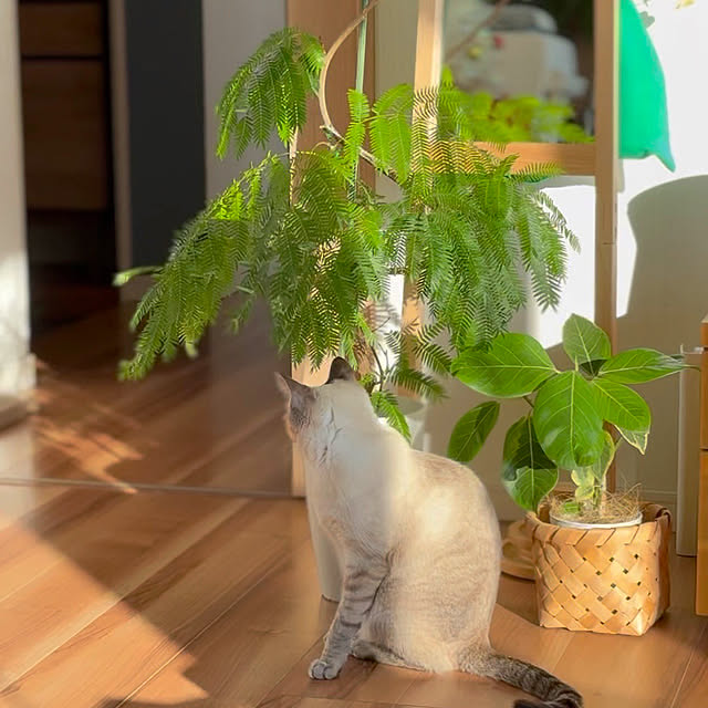 amさんの実例写真