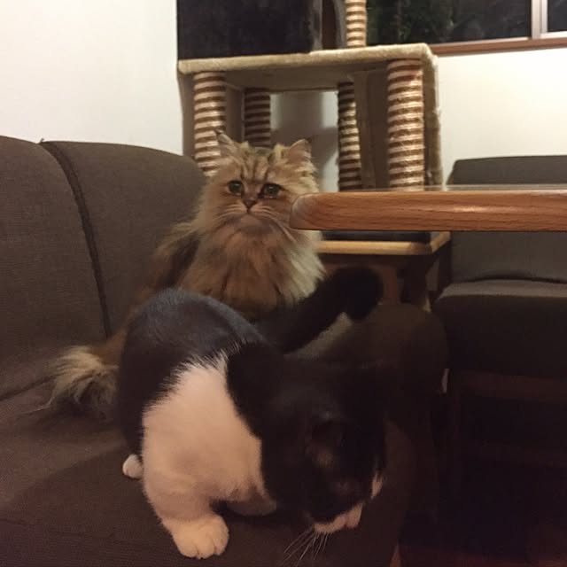 butachanさんの実例写真