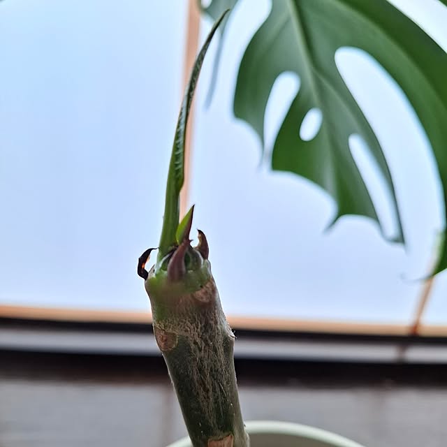 midoriさんの部屋