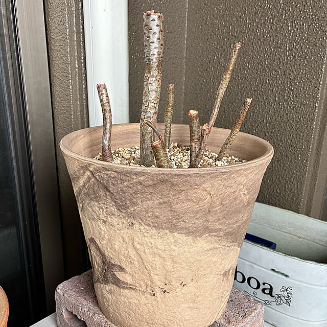 koshiregutyoさんの部屋