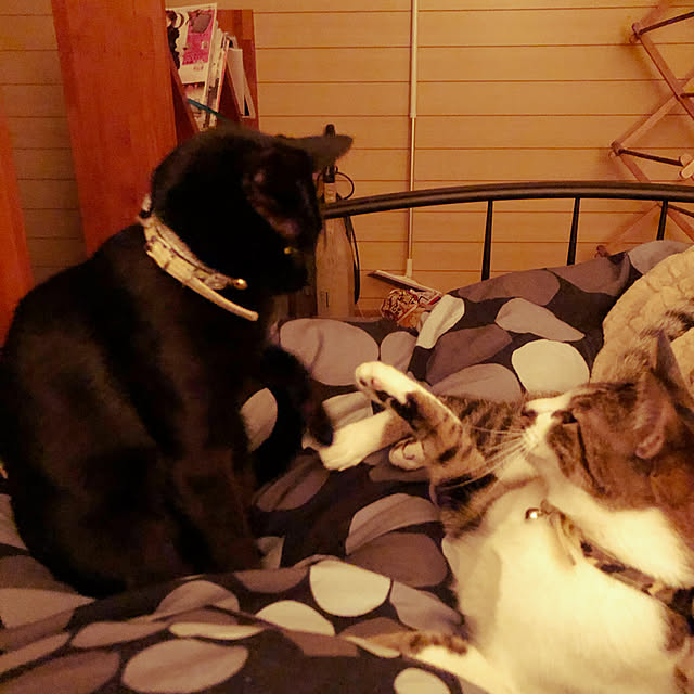 jijiさんの実例写真