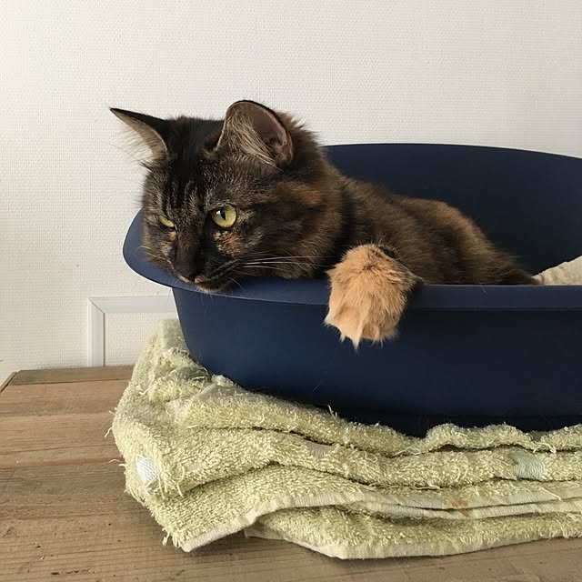 mikomaruさんの実例写真