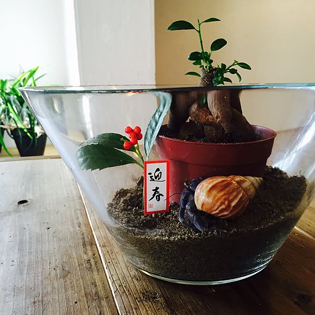 romimushiさんの実例写真