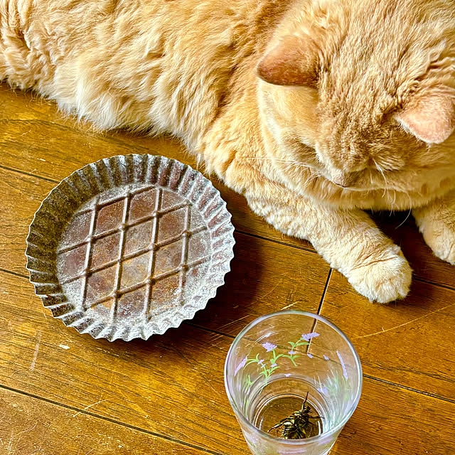 naokoさんの実例写真