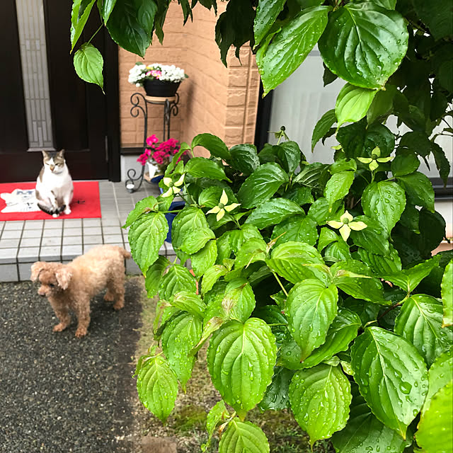 haruminさんの実例写真