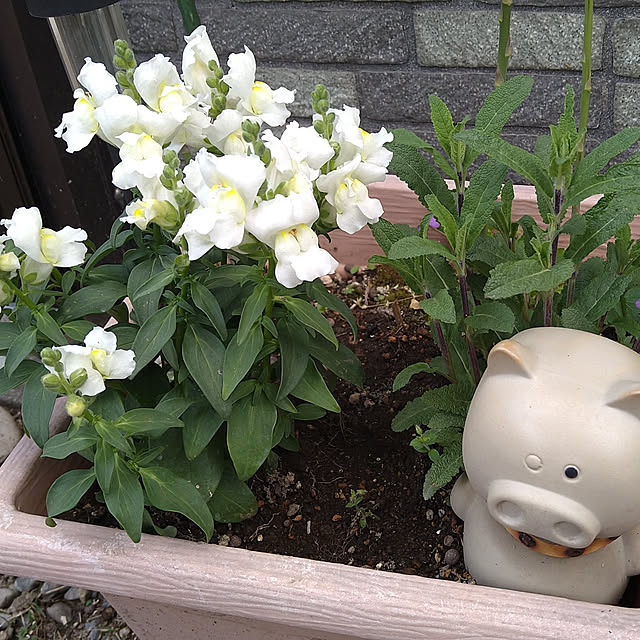 ameamekaasanさんの実例写真