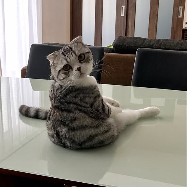 Dahliaさんの実例写真