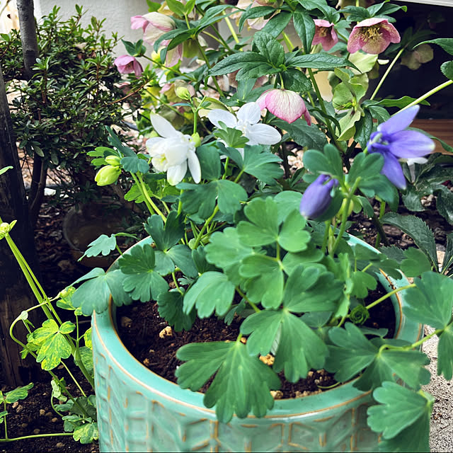 yukarin-gardenさんの部屋
