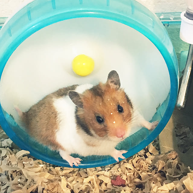 ohanaさんの実例写真