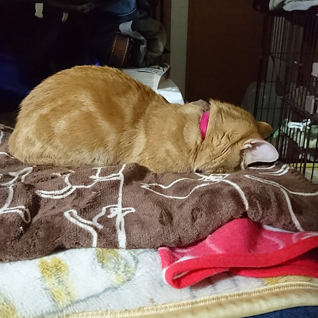 shinobuさんの実例写真