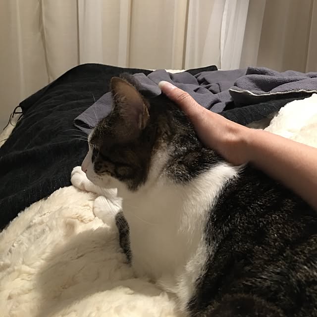 Shihoさんの実例写真