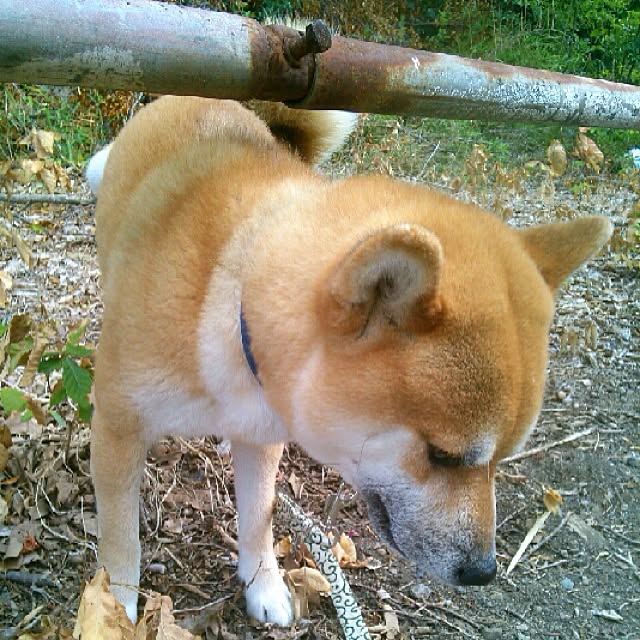 玄関/入り口/おこんにちは(﹡ˆ︶ˆ﹡)♬*/犬部♪/犬ばかりでスイマセン/family♥...などのインテリア実例 - 2015-05-28 11:21:22