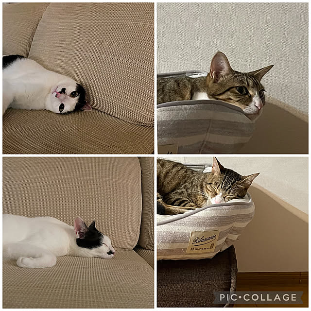 nobikoさんの実例写真