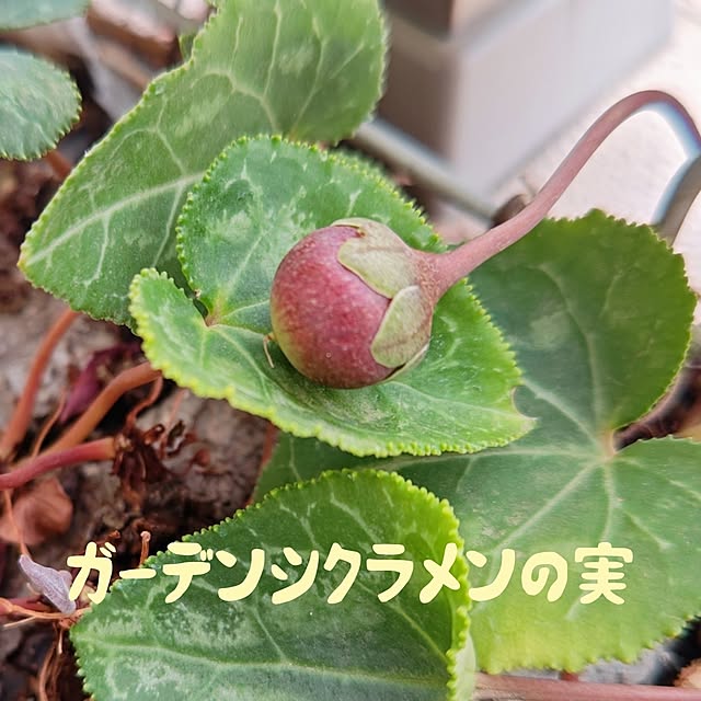 YuriYuriさんの実例写真