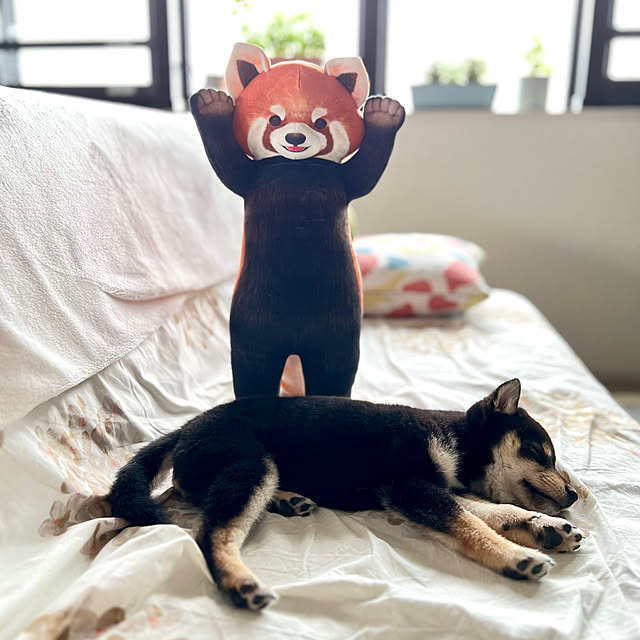 aboruさんの実例写真