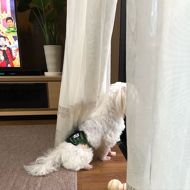 pino1227さんの実例写真
