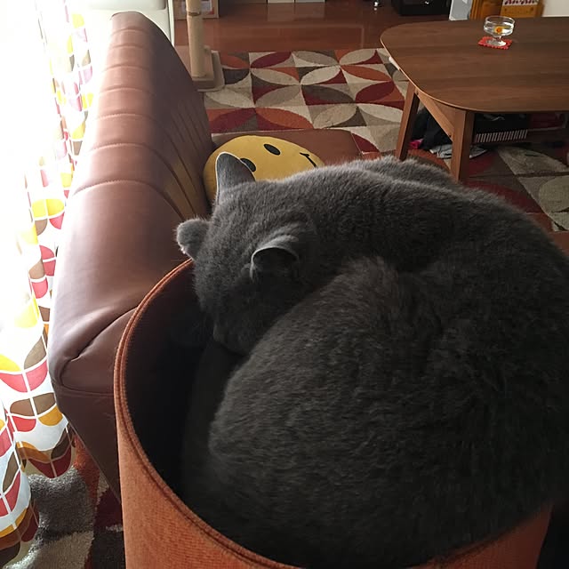 ikettenさんの実例写真