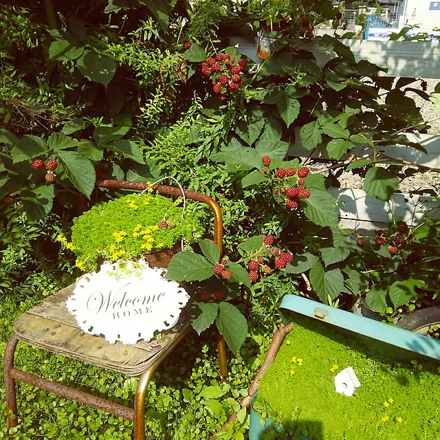 kankenmama12さんの実例写真