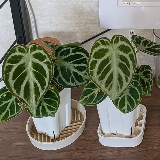 kolo92さんの部屋