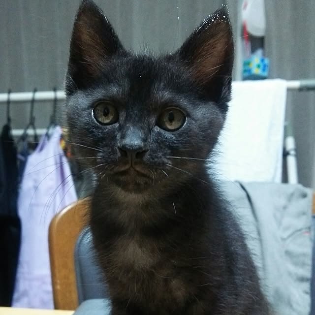 kiyohima229さんの実例写真
